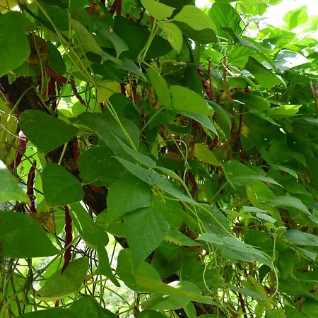 E Turre Serrastretta