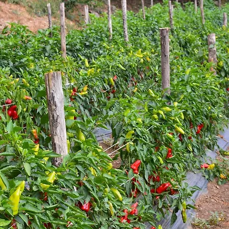 E Turre Alloggio per agriturismo *