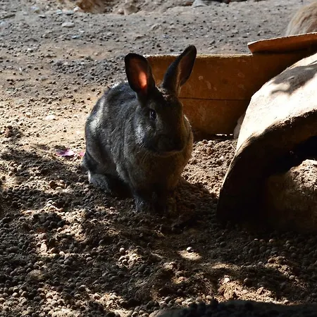 Lantgård Agriturismo E Turre