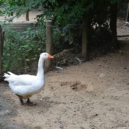 E Turre * Serrastretta