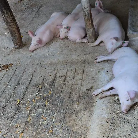 E Turre Farmház Serrastretta