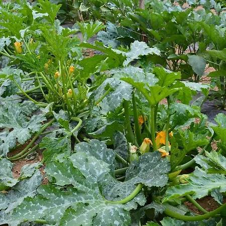 E Turre Serrastretta