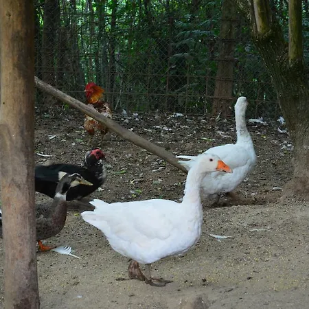 Lantgård Agriturismo E Turre Serrastretta