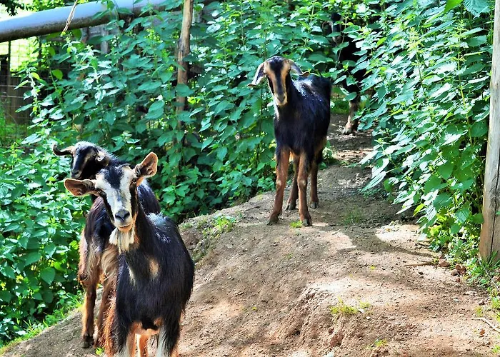 Alojamento de Turismo Rural E Turre *
