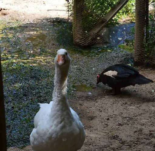 E Turre * Serrastretta