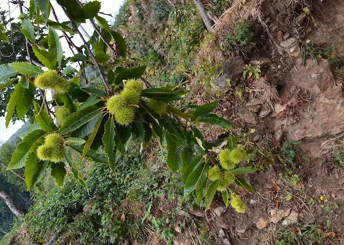 Alojamento de Turismo Rural E Turre Serrastretta