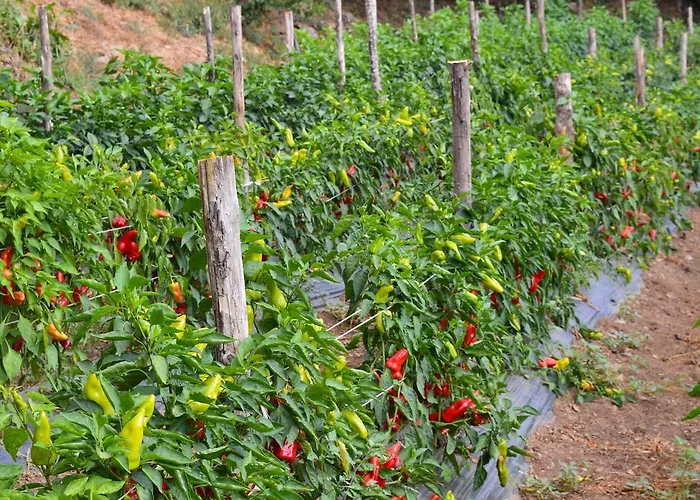 E Turre Alojamento de Turismo Rural *