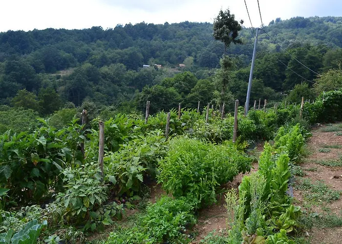 Alojamento de Turismo Rural E Turre
