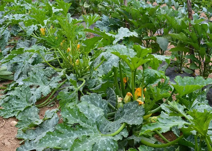 E Turre Serrastretta