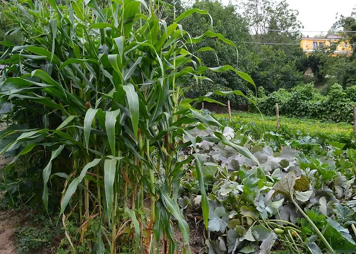 E Turre Alojamento de Turismo Rural *